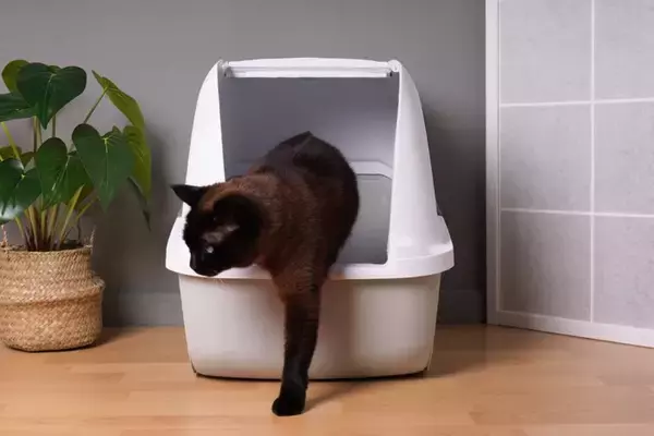猫の『ウンチ』から健康チェックする方法5つ　病気の可能性や異変を感じたときの対処法も解説