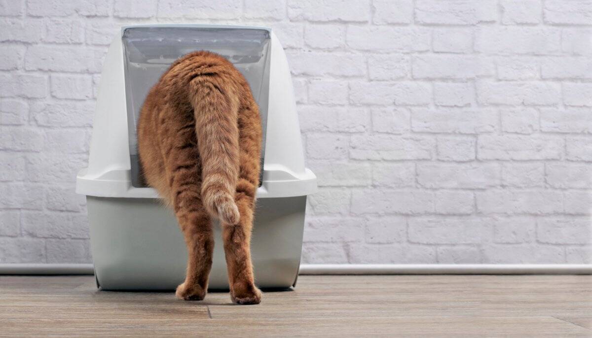猫の『ウンチ』から健康チェックする方法5つ　病気の可能性や異変を感じたときの対処法も解説