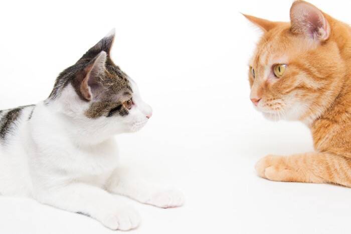 猫の『鼻の色』が変化するのはなぜ？考えられる原因3選　正常な変化や病気を疑うべきサインも解説