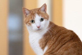 猫が家族にみせる『遠慮や気遣い』のような行動5選　考えられる心理や接し方のポイントまで