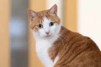 猫が家族にみせる『遠慮や気遣い』のような行動5選　考えられる心理や接し方のポイントまで