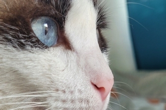 猫の『眉毛』が持つ大事な役割5つ　知られざる重要性や抜けた場合の影響まで