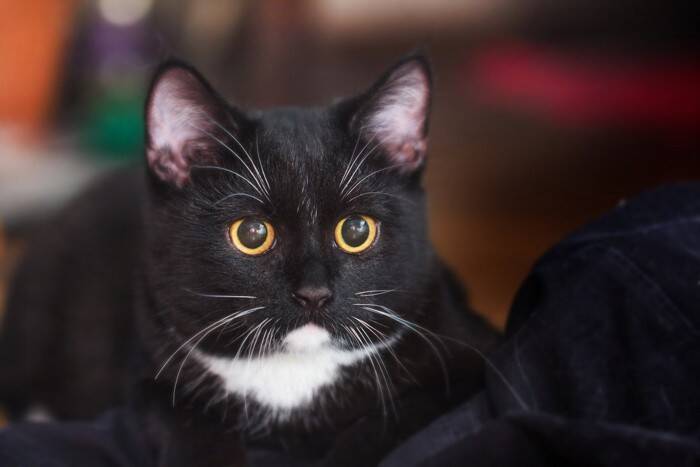 猫の『眉毛』が持つ大事な役割5つ　知られざる重要性や抜けた場合の影響まで