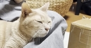 人間には甘える猫→同居猫相手になると……人間が好きな猫の『可愛すぎる日常の光景』に「自分を人間だと思ってそうｗ」「ニヤけちゃう」と反響