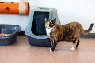 猫がうんちの前後に『大きな声で鳴きだす』理由4つ　トイレハイの正体とは？病気を疑うべきケースまで