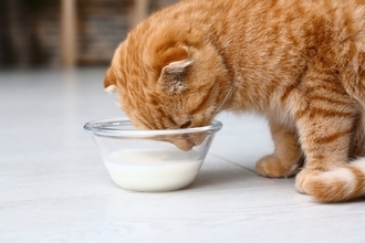 猫の体内では『消化しにくい食べ物』5選　消化不良を起こす理由や表れやすい症状まで