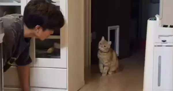 飼い主を驚かせたい猫→こっそり隠れると…微笑ましいやり取りに癒される人が続出「ぎゃー天使がいる」「ニヤニヤしちゃうｗ」と10万表示