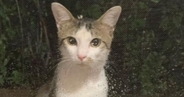 やせ細った姿で現れた野良猫を保護したら…驚くほど変化した『現在の様子』に「何度も見比べてしまったｗ」「二度美味しい」の声