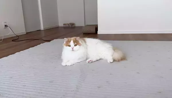 猫は頭にテープを貼ると大人しくなる…？『凶暴猫で検証』した結果に爆笑の声続出「貼り方ｗ」「90ダメージで草」と19万4000再生