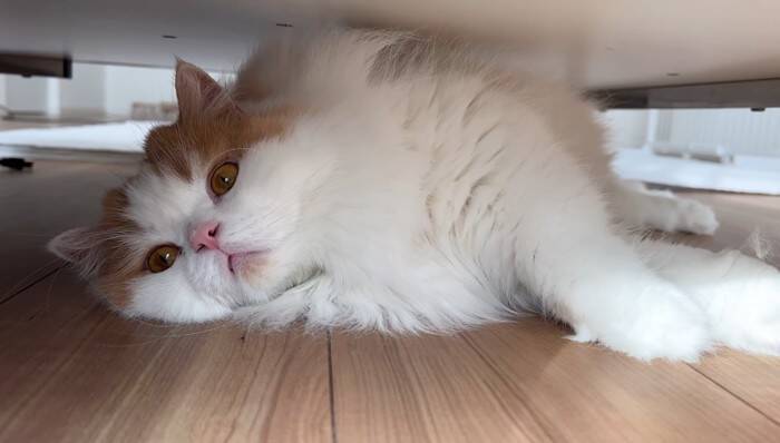 猫は頭にテープを貼ると大人しくなる…？『凶暴猫で検証』した結果に爆笑の声続出「貼り方ｗ」「90ダメージで草」と19万4000再生