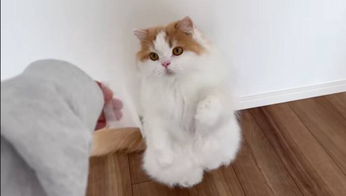 猫は頭にテープを貼ると大人しくなる…？『凶暴猫で検証』した結果に爆笑の声続出「貼り方ｗ」「90ダメージで草」と19万4000再生