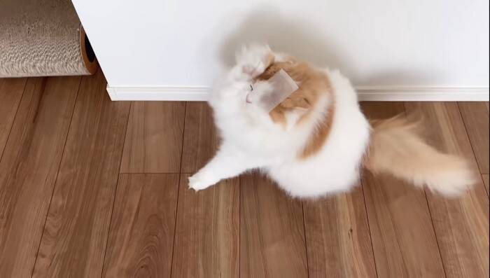 猫は頭にテープを貼ると大人しくなる…？『凶暴猫で検証』した結果に爆笑の声続出「貼り方ｗ」「90ダメージで草」と19万4000再生