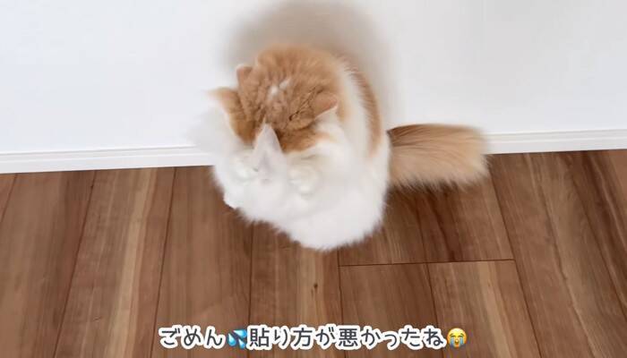猫は頭にテープを貼ると大人しくなる…？『凶暴猫で検証』した結果に爆笑の声続出「貼り方ｗ」「90ダメージで草」と19万4000再生