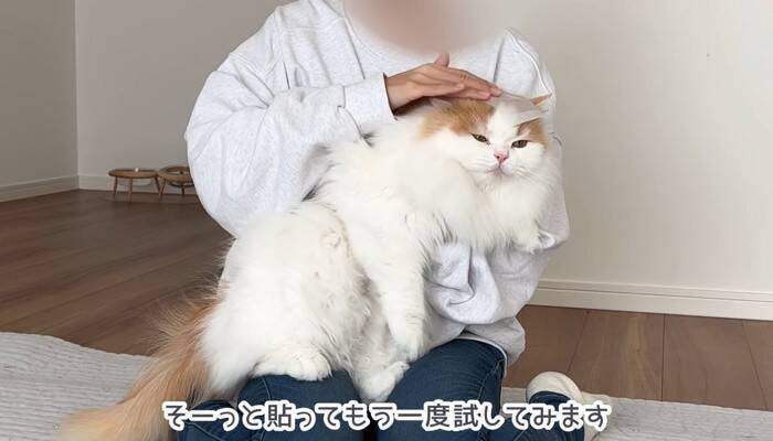 猫は頭にテープを貼ると大人しくなる…？『凶暴猫で検証』した結果に爆笑の声続出「貼り方ｗ」「90ダメージで草」と19万4000再生