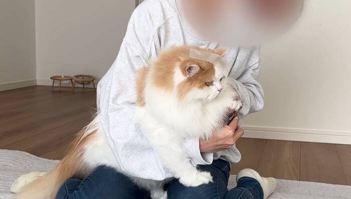 猫は頭にテープを貼ると大人しくなる…？『凶暴猫で検証』した結果に爆笑の声続出「貼り方ｗ」「90ダメージで草」と19万4000再生