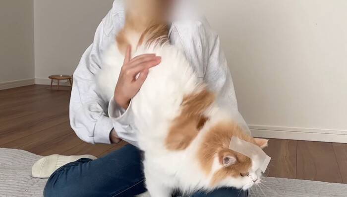 猫は頭にテープを貼ると大人しくなる…？『凶暴猫で検証』した結果に爆笑の声続出「貼り方ｗ」「90ダメージで草」と19万4000再生