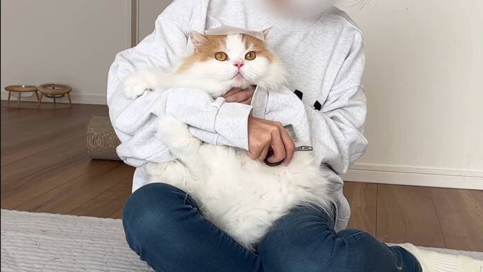 猫は頭にテープを貼ると大人しくなる…？『凶暴猫で検証』した結果に爆笑の声続出「貼り方ｗ」「90ダメージで草」と19万4000再生