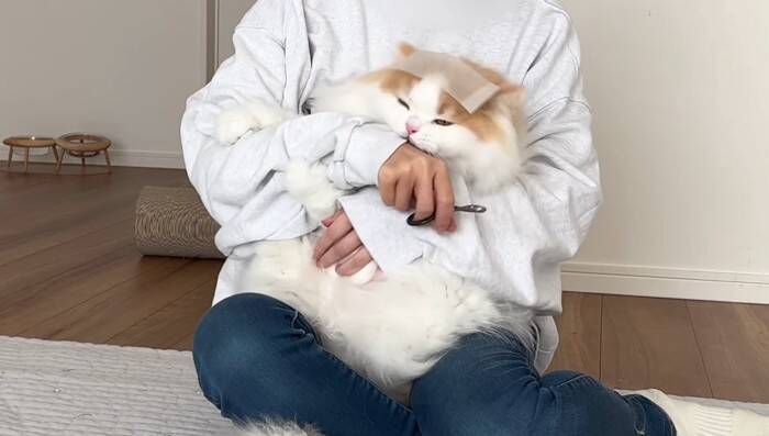 猫は頭にテープを貼ると大人しくなる…？『凶暴猫で検証』した結果に爆笑の声続出「貼り方ｗ」「90ダメージで草」と19万4000再生