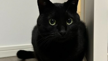 猫が『いなくなった』と思い家中探していたら…あまりにも分かりづらい"予想外の状態"が99万表示「素晴らしき穴暗」「見つめる深淵」