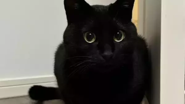 猫が『いなくなった』と思い家中探していたら…あまりにも分かりづらい"予想外の状態"が99万表示「素晴らしき穴暗」「見つめる深淵」