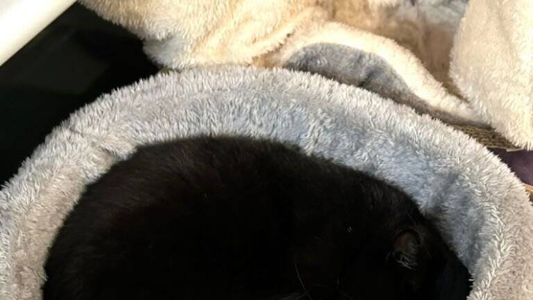 猫が『いなくなった』と思い家中探していたら…あまりにも分かりづらい"予想外の状態"が99万表示「素晴らしき穴暗」「見つめる深淵」