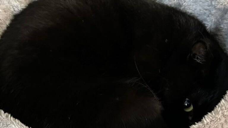 猫が『いなくなった』と思い家中探していたら…あまりにも分かりづらい"予想外の状態"が99万表示「素晴らしき穴暗」「見つめる深淵」