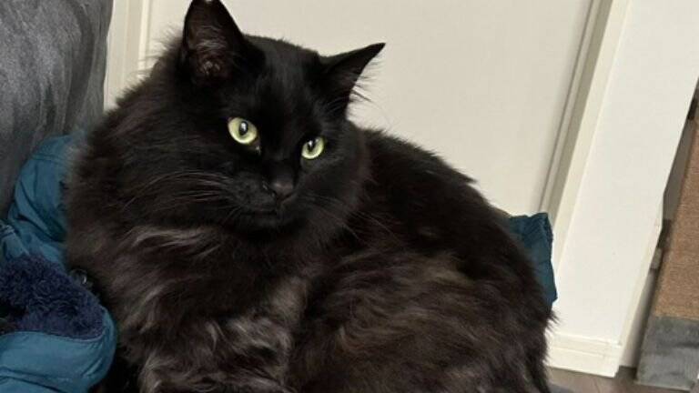 猫が『いなくなった』と思い家中探していたら…あまりにも分かりづらい"予想外の状態"が99万表示「素晴らしき穴暗」「見つめる深淵」