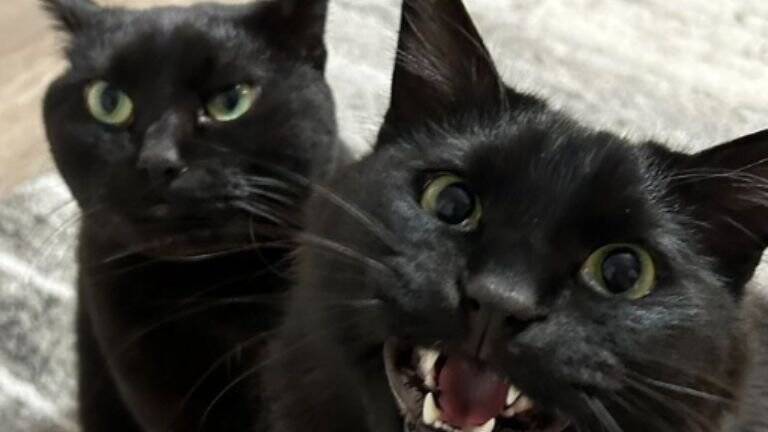 猫が『いなくなった』と思い家中探していたら…あまりにも分かりづらい"予想外の状態"が99万表示「素晴らしき穴暗」「見つめる深淵」