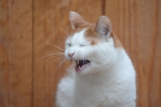 猫の乾燥対策に『加湿器』は使っていいの？愛猫が喜ぶ4つのメリットから使い方の注意点まで