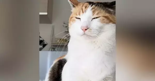 座っていた三毛猫→『頭のてっぺん』を見ると…思わず爆笑の『奇跡的すぎる瞬間』に17万いいね「沸騰しているみたいｗ」「ネコ型加湿器」