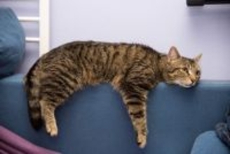 猫が『暇を持て余している』ときにみせるサイン5選　退屈そうな愛猫のためにできることとは