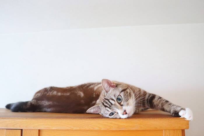 猫が『暇を持て余している』ときにみせるサイン5選　退屈そうな愛猫のためにできることとは