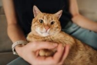 猫も『空気を読んでいる』と感じる瞬間3選　そう見える理由や察知能力のヒミツ