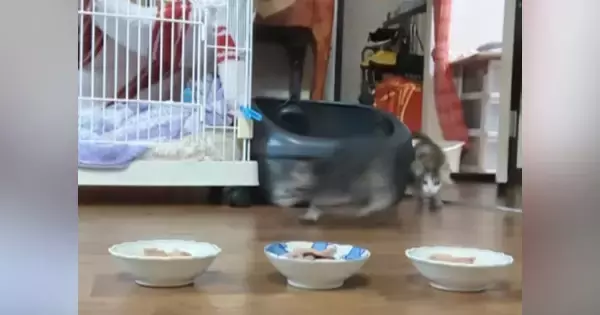 保護子猫たちにごはんをあげると…食べている最中の『鳴き声』が可愛すぎると30万再生の反響「旨って言ってるｗ」「なんて可愛さ」