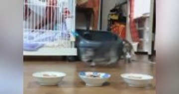 保護子猫たちにごはんをあげると…食べている最中の『鳴き声』が可愛すぎると30万再生の反響「旨って言ってるｗ」「なんて可愛さ」