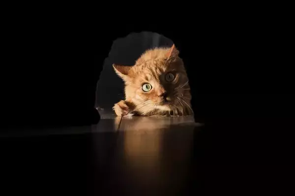 猫が思わず入りたくなる『場所やモノ』5選　姿が見えないときはここにいるかも？