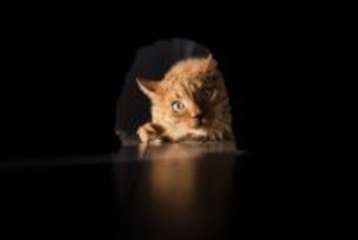 猫が思わず入りたくなる『場所やモノ』5選　姿が見えないときはここにいるかも？