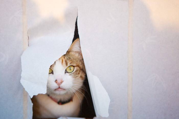 猫が思わず入りたくなる『場所やモノ』5選　姿が見えないときはここにいるかも？