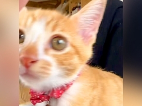 甘えてくる子猫をスマートフォンで撮影→顔を近づけてきて…あまりにも『最高な光景』が46万再生「可愛すぎて涙出てきた」「口から心臓出た」