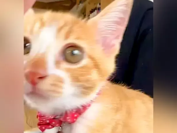 甘えてくる子猫をスマートフォンで撮影→顔を近づけてきて…あまりにも『最高な光景』が46万再生「可愛すぎて涙出てきた」「口から心臓出た」