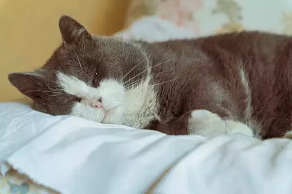 猫が『ビタミン・ミネラル不足』に陥ると表れる症状3つ　足りなくなる原因や対処法も解説