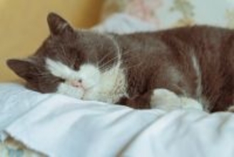 猫が『ビタミン・ミネラル不足』に陥ると表れる症状3つ　足りなくなる原因や対処法も解説