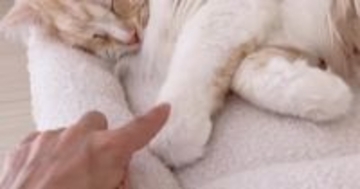 すやすやと寝ている猫を『つんつん』と触ってみたら…『悶絶級』のリアクションが37万再生「心臓に悪い」「想像の1000倍可愛かった」