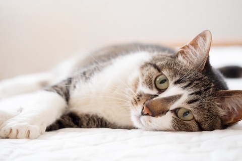 猫が『ふとんに粗相』をするときの理由3つ　どんな意図があるの？対策方法まで解説