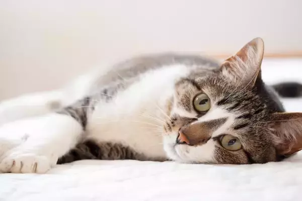猫が『ふとんに粗相』をするときの理由3つ　どんな意図があるの？対策方法まで解説