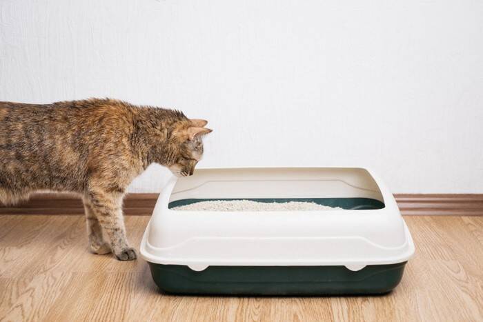 猫が『ふとんに粗相』をするときの理由3つ　どんな意図があるの？対策方法まで解説