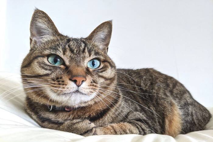 猫が『ふとんに粗相』をするときの理由3つ　どんな意図があるの？対策方法まで解説