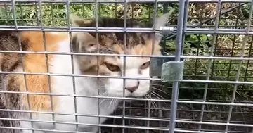 『罠にかかった猫』を発見→近づいてみたら…人間の言葉にしか聞こえない『衝撃の鳴き声』が602万再生「くがはっきり聞こえる」「想像以上」