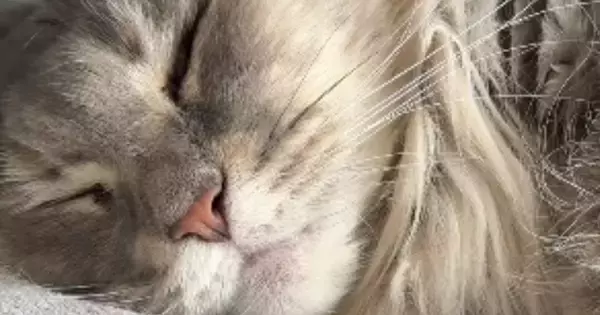 『気持ちよさそうに眠る猫』が突然動いたと思ったら…カメラが捉えた『まさかの瞬間』に「よく撮れたねｗ」「何と戦っていたんだろうｗ」と話題