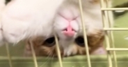 ハンモックでくつろぐ猫→『独特な体勢』で……「ナマケモノ見たのかなｗ」「なんちゅう格好ｗ」思わず笑ってしまう瞬間に反響